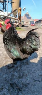 Orpington kriel x Kuifhoender Haantjes, Mannelijk, Kip