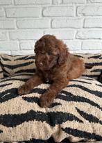 Poedel pups toy x dwerg choco en zwart, Dieren en Toebehoren, Poedel, Parvo, Nederland, 8 tot 15 weken