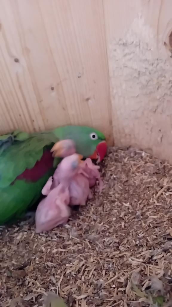 Jonge alexanderparkieten te reserveren, Meerdere dieren, Parkiet, Tam