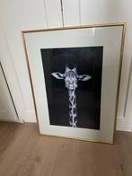 Giraffe Schilderij met Gouden Lijst, Ophalen, Zo goed als nieuw, Schilderij, 50 tot 75 cm