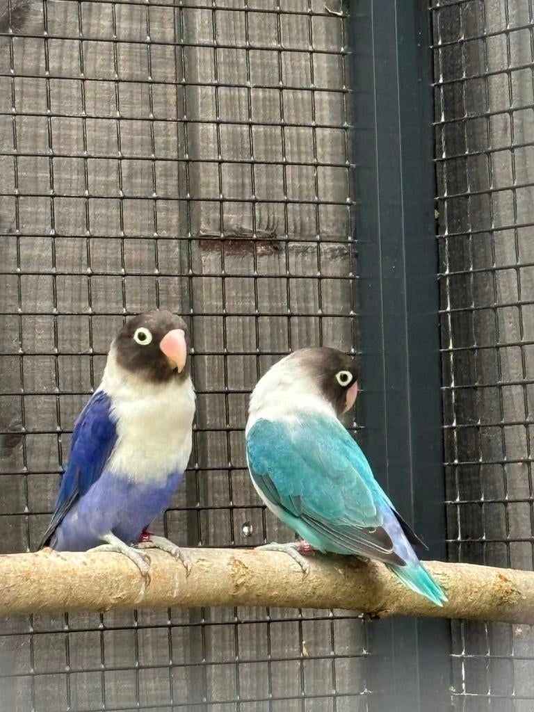 Gezocht personatas split ino, Dieren en Toebehoren, Vogels | Parkieten en Papegaaien, Mannelijk, Parkiet