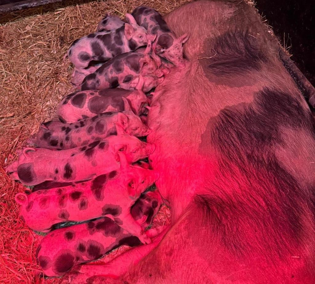 Pietrain biggen, Dieren en Toebehoren, Meerdere dieren, Varken