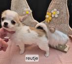 Pomchi pups!!, Dieren en Toebehoren, Overige rassen, Meerdere, Meerdere dieren, Nederland