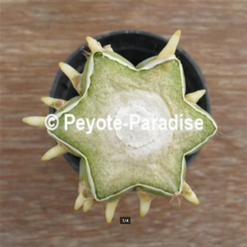 San Pedro Cactus Stekken om te bewortelen., Huis en Inrichting, Cactus, Bloeiende kamerplant, Volle zon, Verzenden