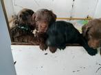 Labradoodle mini/medium,in woonkamer met kids,10-4 nest verl, Dieren en Toebehoren, Honden | Retrievers, Spaniëls en Waterhonden