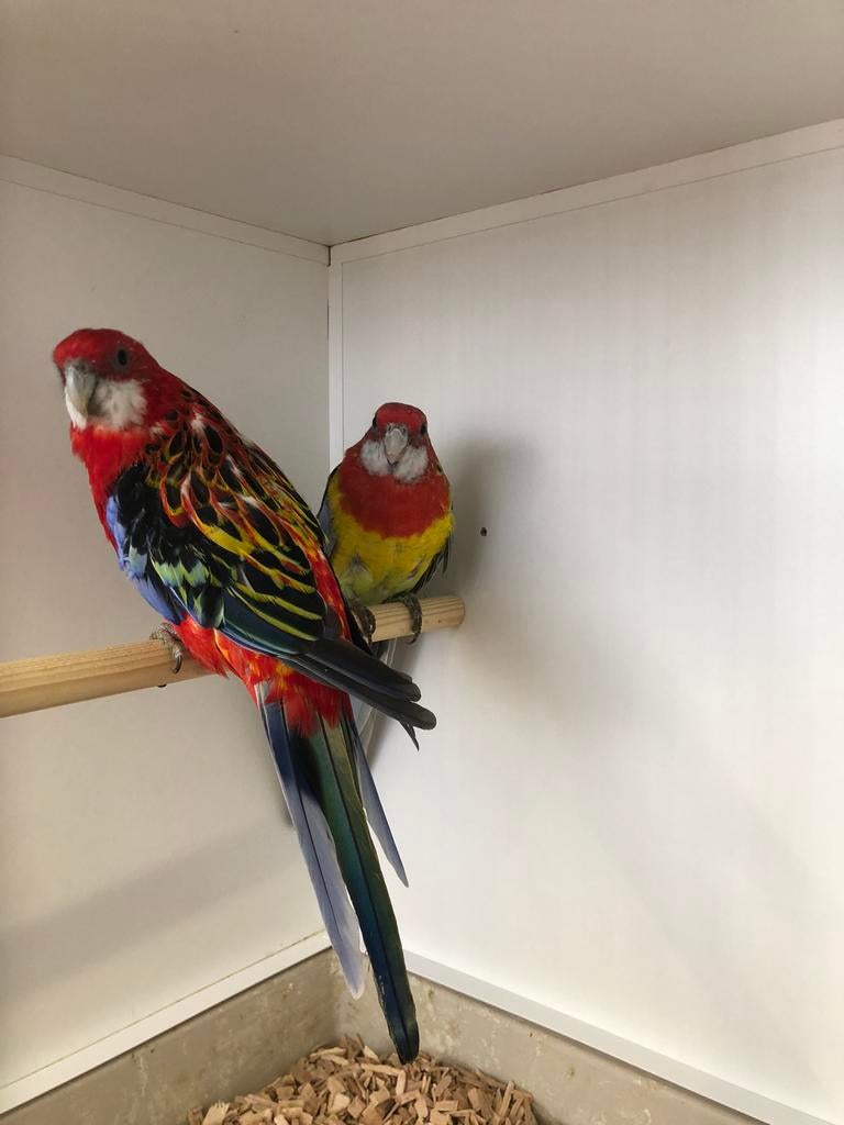 1x1 prachtrossella,s, Dieren en Toebehoren, Vogels | Parkieten en Papegaaien, Meerdere dieren, Parkiet