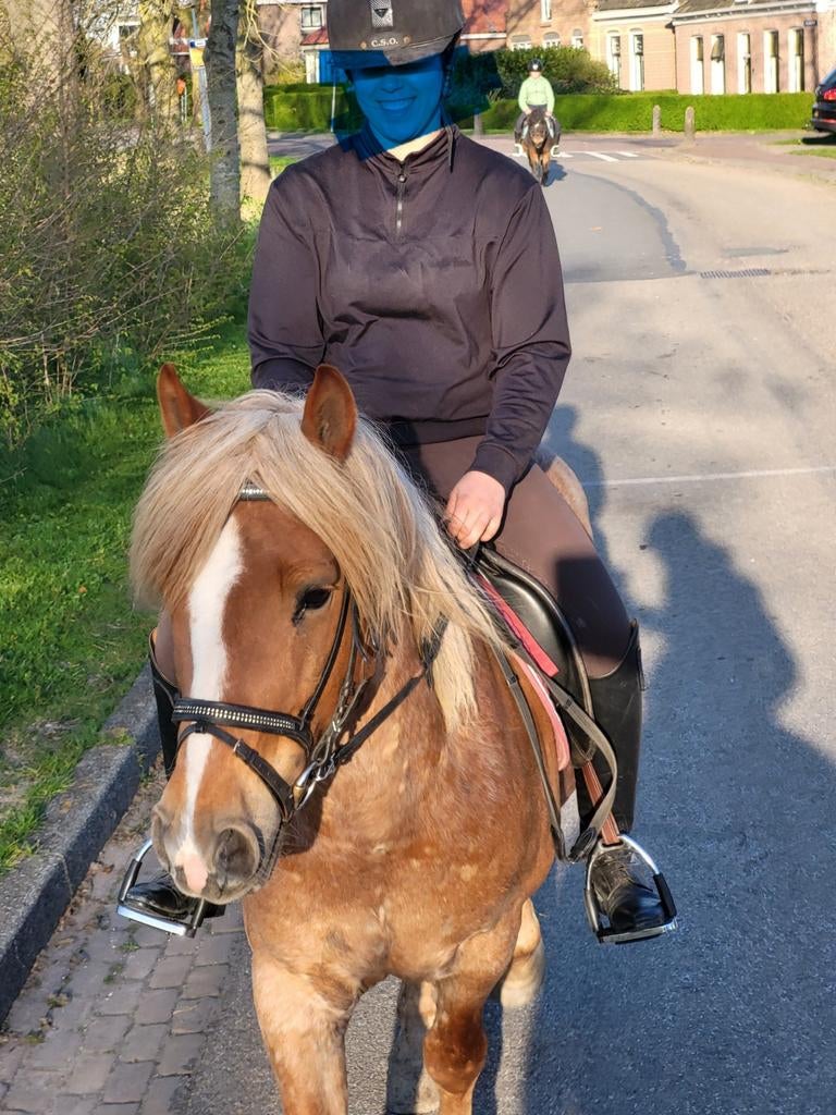 Knappe, stoere D pony, Ruin, D pony (1.37m tot 1.48m), Recreatiepony, 3 tot 6 jaar