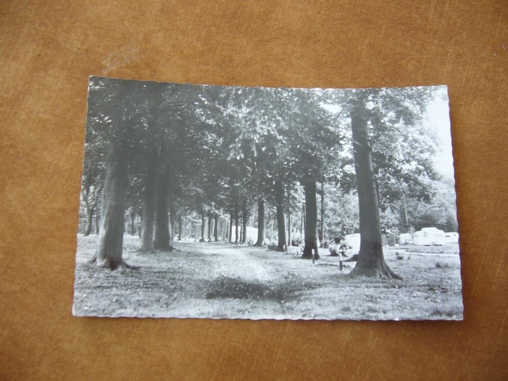 CHAAM  =  CAMPING SCHOUTERVELD, Ophalen of Verzenden, 1940 tot 1960, Ongelopen