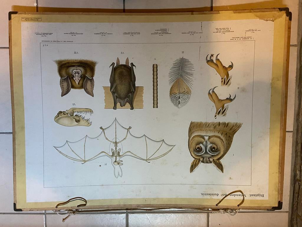 Vintage Schoolplaten: Vleermuizen, Kalahari, Australië, Antiek en Kunst, Ophalen of Verzenden, Natuur en Biologie