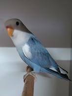 JONGE AGAPORNIS ROSEICOLLIS OM ZELF TAM TE MAKEN, Geslacht onbekend, Dwergpapegaai of Agapornis, Geringd