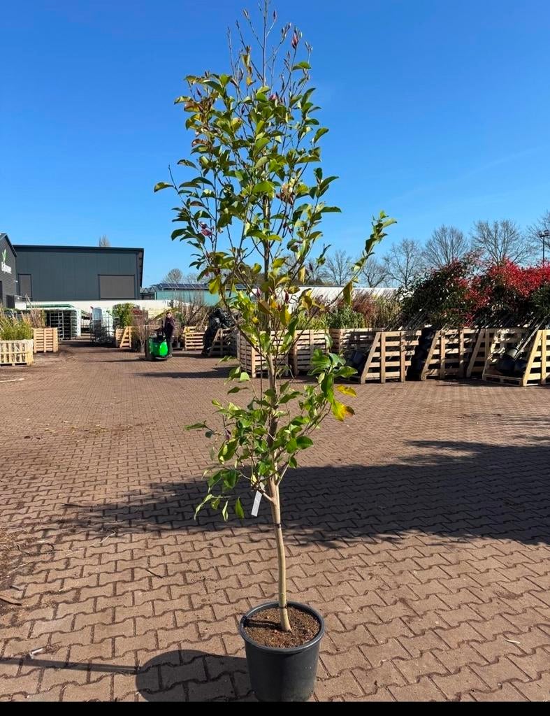 Magnolia Fairy strawberry | 6-8 cm stamdikte, Tuin en Terras, Planten | Bomen, Ophalen of Verzenden, Lente, Volle zon, Overige soorten
