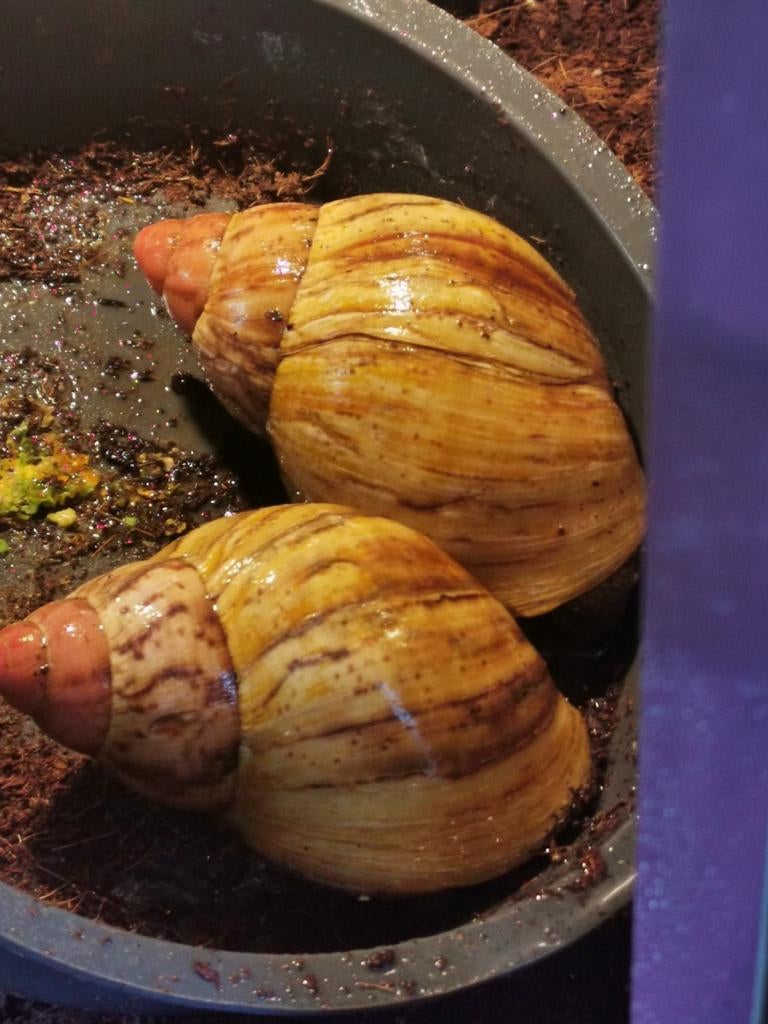 Achatina maginata ovum, Dieren en Toebehoren, 0 tot 2 jaar