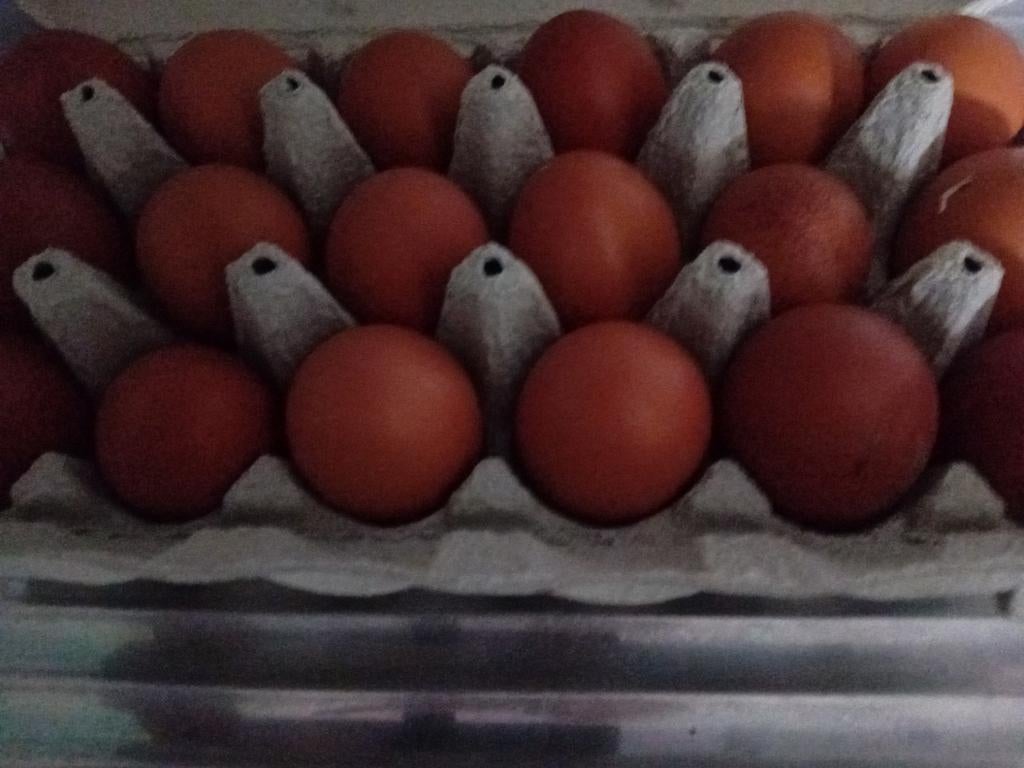 Broedeieren te koop van de marans kippen, Dieren en Toebehoren, Pluimvee, Geslacht onbekend, Kip
