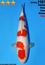 Jumbo tosai Kohaku DAINCHI TOYOTA super prijs NIEUW, Karper of Koi