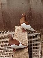 Oud duitse ekstertuimelaar eksterduiven, Dieren en Toebehoren, Vrouwelijk, Tuimelaar of Roller