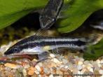 otocinclus €2,95, Dieren en Toebehoren, Vis, Zoetwatervis