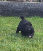 🥰super leuke medium golden doodle pups F2 x toypoedel🥰, Dieren en Toebehoren, Parvo, Overige rassen, 8 tot 15 weken, Meerdere