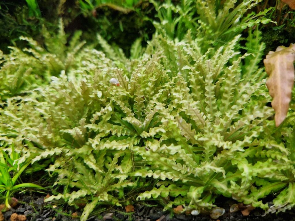 Pogostemon helferi - Aquariumplanten, Dieren en Toebehoren, Ophalen of Verzenden, Nieuw, Plant(en), Steen of Hout