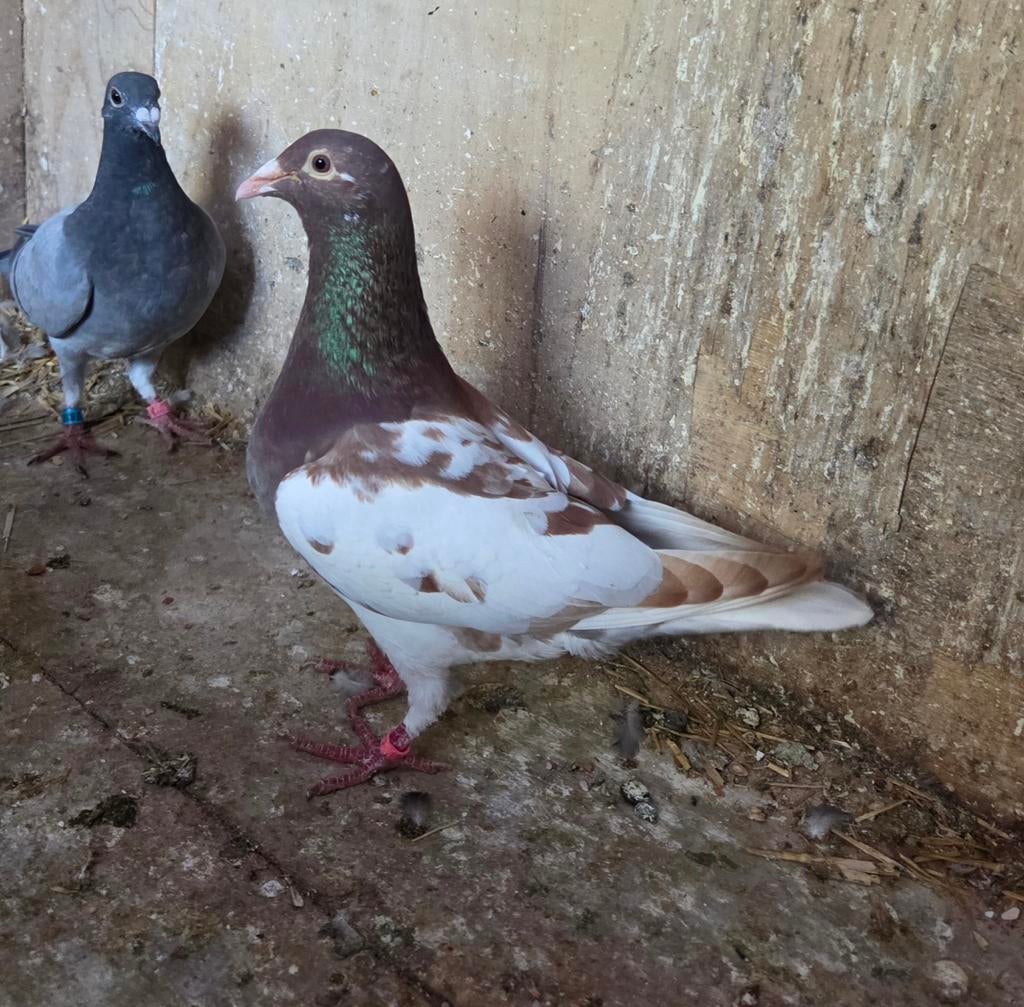 Choco doffer, Mannelijk, Postduif