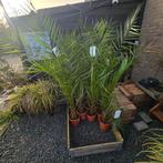 Palmbomen-palms Phoenix canariensis - Canarische dadelpalm, Ophalen