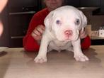 Echte micro American bully trico merle pups, België, Particulier, 8 tot 15 weken, Parvo