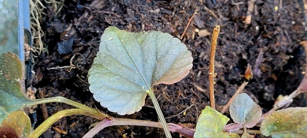 Viola labradorica, Ophalen, Overige soorten, Halfschaduw