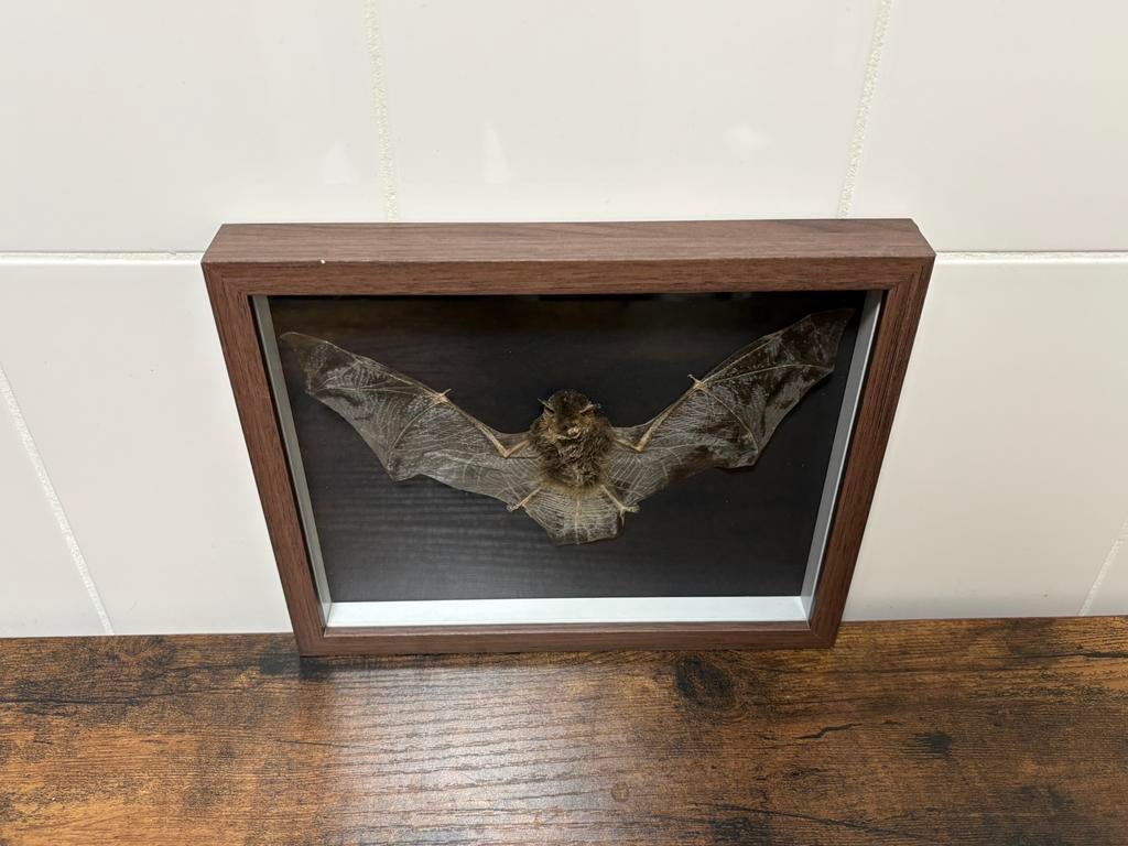 Vleermuis in 3d lijst., Verzamelen, Dierenverzamelingen, Ophalen of Verzenden, Wild dier, Opgezet dier