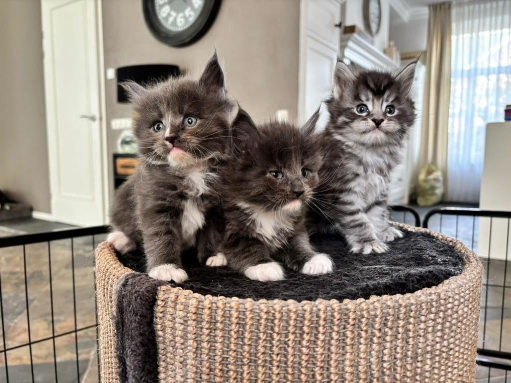 Nog 2 lieve Main Coon kittens poesjes te koop, Dieren en Toebehoren, Meerdere dieren, Gechipt, 0 tot 2 jaar