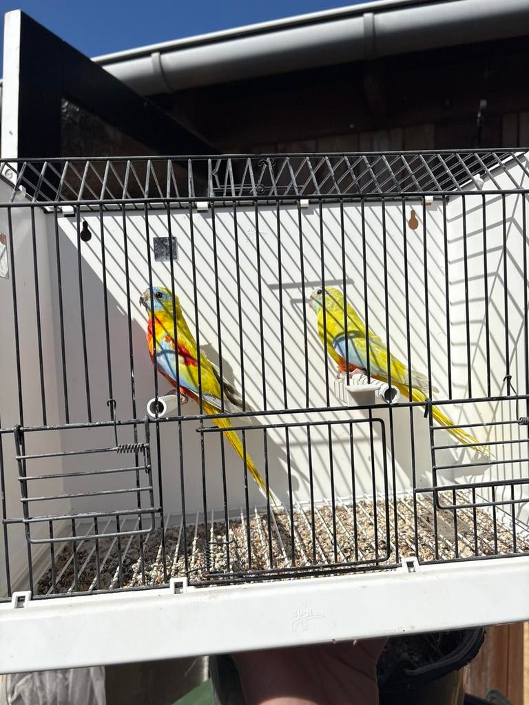 Koppel turquoisine parkieten, Dieren en Toebehoren, Vogels | Parkieten en Papegaaien, Meerdere dieren, Parkiet