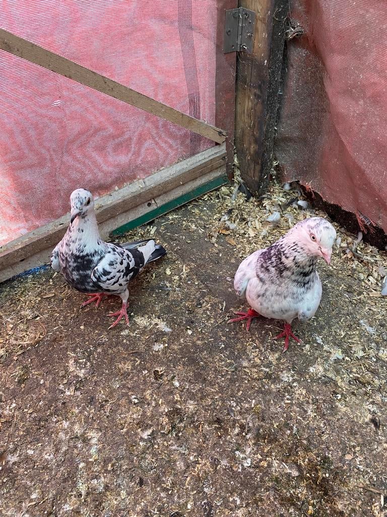 Mooie duiven, Dieren en Toebehoren, Pluimvee, Meerdere dieren, Kip