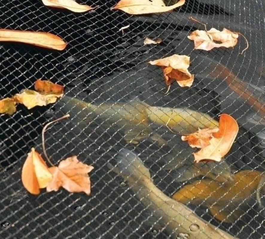 ZGAN.  Vijvernet, gewasbescherming, div afmetingen, Tuin en Terras, Ophalen of Verzenden, Minder dan 100 cm, Overige soorten, Zomer