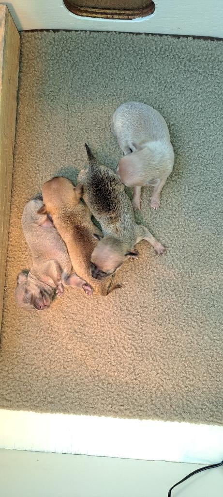 Chihuahua puppies, 8 tot 15 weken, Parvo, Meerdere, Meerdere dieren