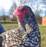 Broedeieren Mechels Hoen  Kalkoenkop, Dieren en Toebehoren, Pluimvee, Geslacht onbekend, Kip