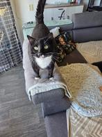 Bailey en Dee-jee, Dieren en Toebehoren, Kater, Kortharig, 3 tot 5 jaar