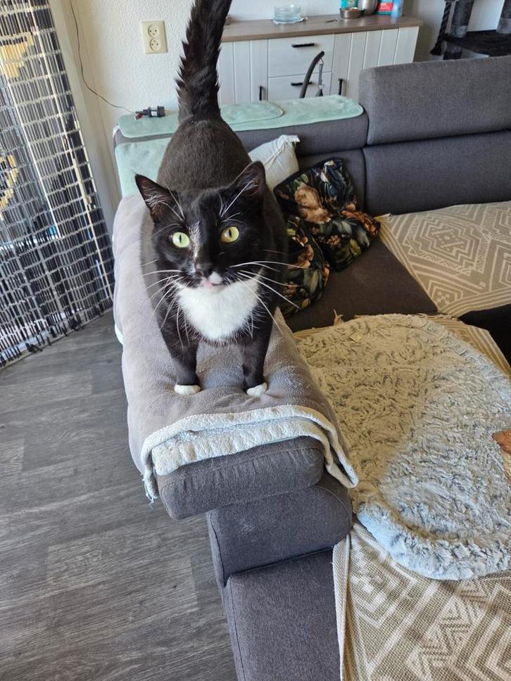 Bailey en Dee-jee, Dieren en Toebehoren, Katten en Kittens | Overige Katten, Kortharig, Kater, 3 tot 5 jaar