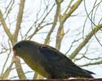 Catharina parkiet man, groen en geringd, Mannelijk, Parkiet, Geringd