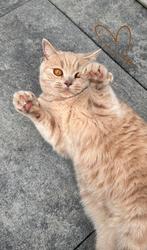 Britse korthaar kat, Kater, Ontwormd, 0 tot 2 jaar