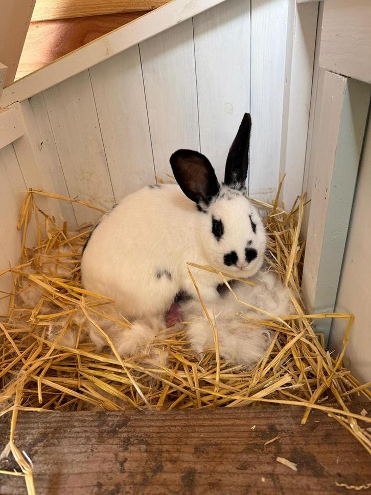 Prachtige lotharinger konijnen te koop!, Dieren en Toebehoren, Konijnen, Meerdere dieren