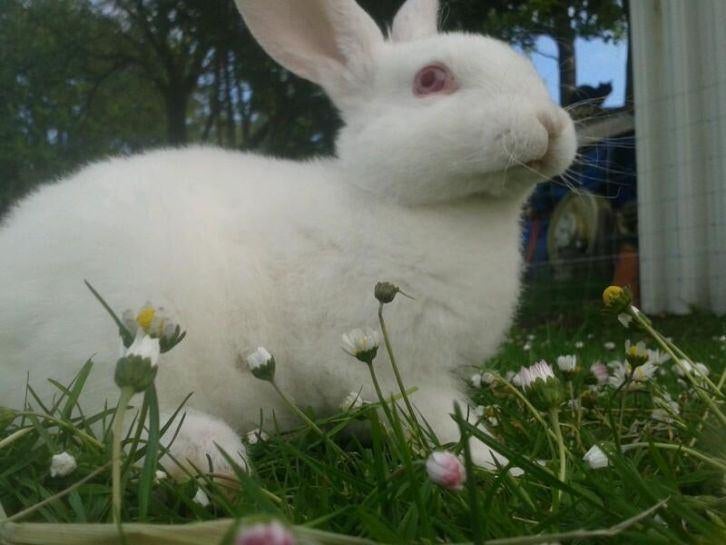 Wit Rex konijn met rode ogen. (albino), Dieren en Toebehoren, Konijnen, Geslacht onbekend, Middelgroot, 0 tot 2 jaar