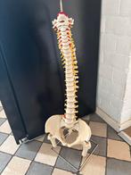 Flexibel Wervelkolommodel - Anatomisch & Duurzaam, Ophalen of Verzenden, Zo goed als nieuw