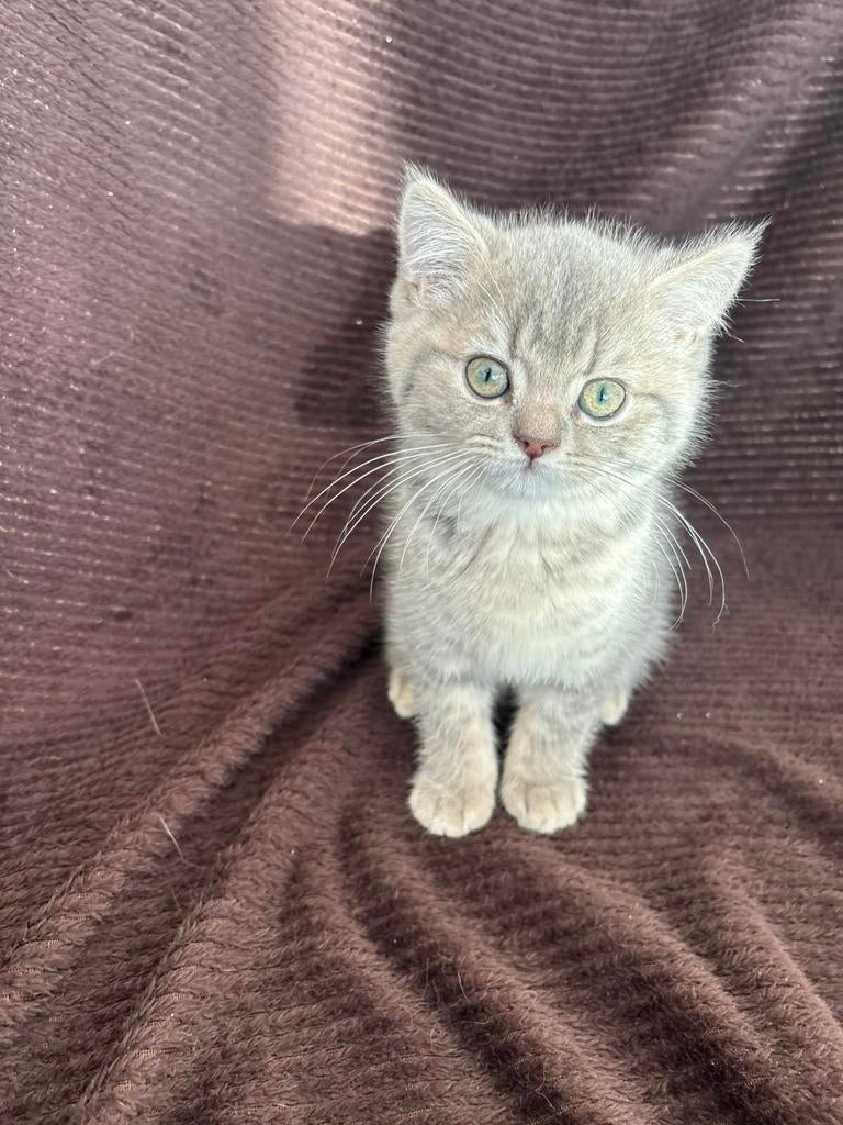 Britse korthaar kitten, Kater, Ontwormd