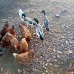 Loopeenden, Dieren en Toebehoren, Mannelijk, Eend