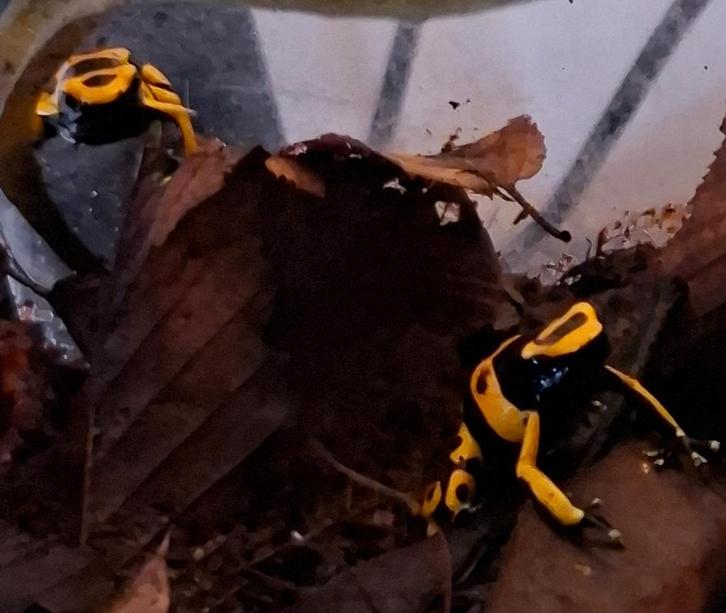 Dendrobates Leucomelas nakweek 0.0.6 Frog - female for sale from Jonah