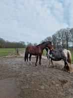 Lieve Verzorgster gezocht, Dieren en Toebehoren, Ophalen of Verzenden