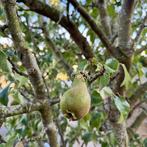 Perenboom 5 meter veel fruit, Tuin en Terras, Planten | Fruitbomen, Ophalen, 400 cm of meer, Perenboom, Lente