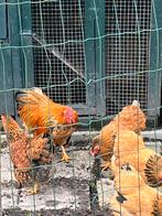 Wyandotte krielkippen, Dieren en Toebehoren, Pluimvee, Vrouwelijk, Kip