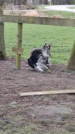 Mooie kalkoenen, Dieren en Toebehoren, Meerdere dieren, Kalkoen