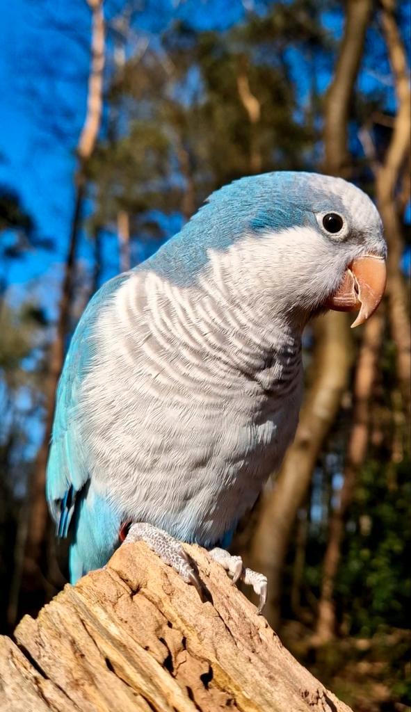 SUPER Tamme Muisparkiet, Dieren en Toebehoren, Vogels | Parkieten en Papegaaien, Papegaai, Vrouwelijk, Pratend, Tam, Geringd