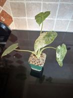 Alocasia Camouflage Variegata in Lechuza Pon, Ophalen, Halfschaduw, Minder dan 100 cm