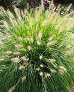 Lampenpoetsersgras (pennisetum Hameln), Tuin en Terras, Planten | Tuinplanten, Ophalen, Siergrassen, Volle zon